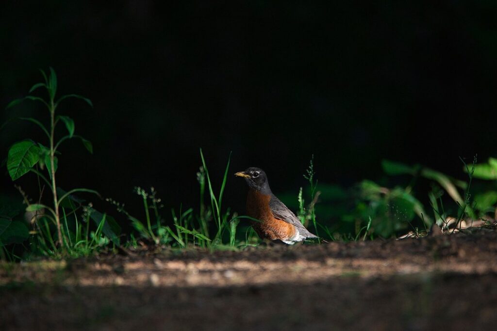 american robin