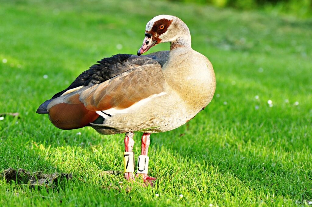identify bird by picture