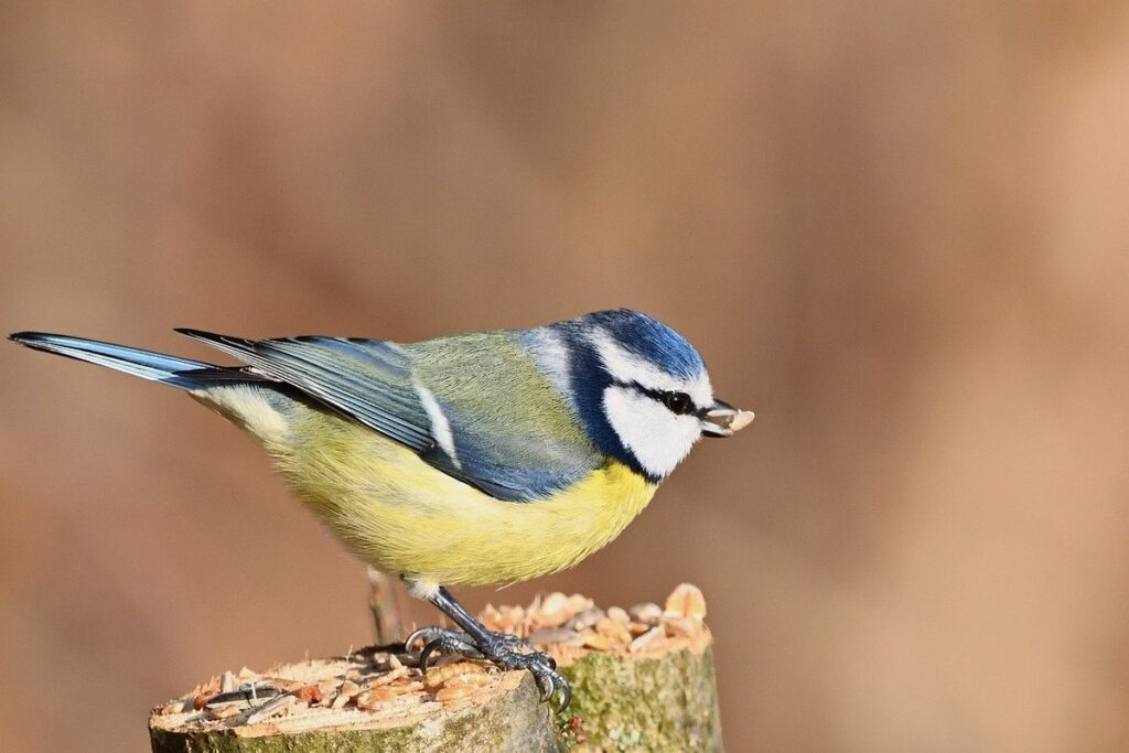 backyard bird observation log