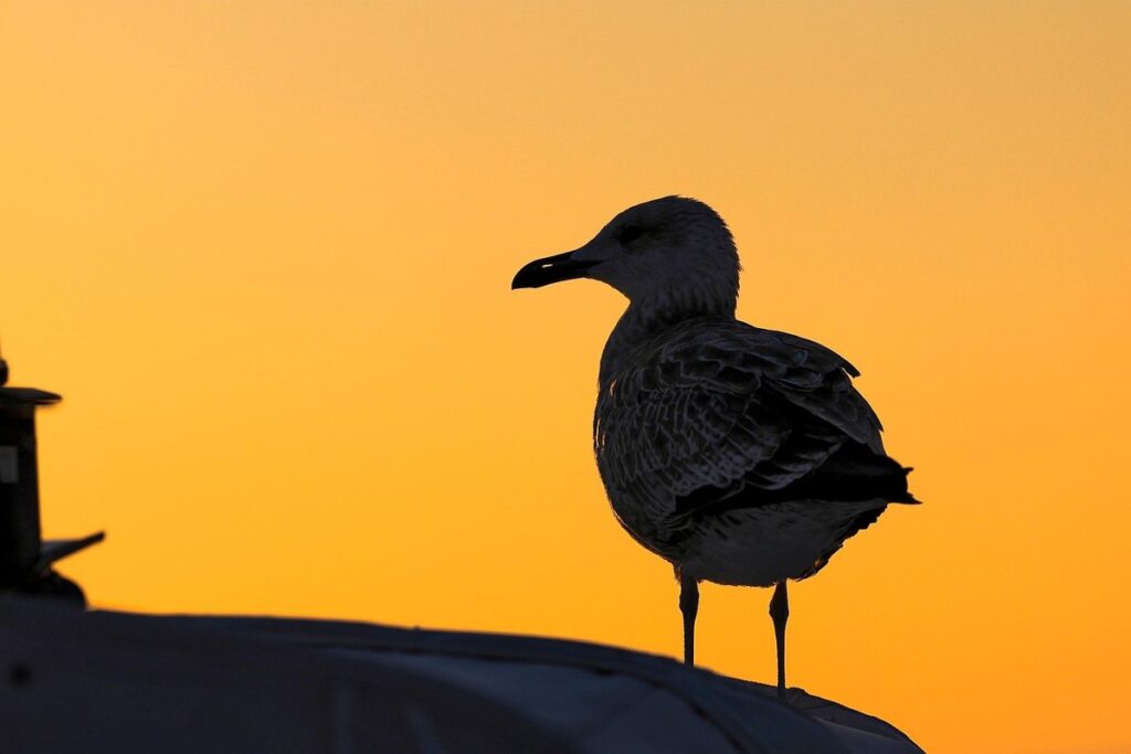 bird ID by silhouette tips