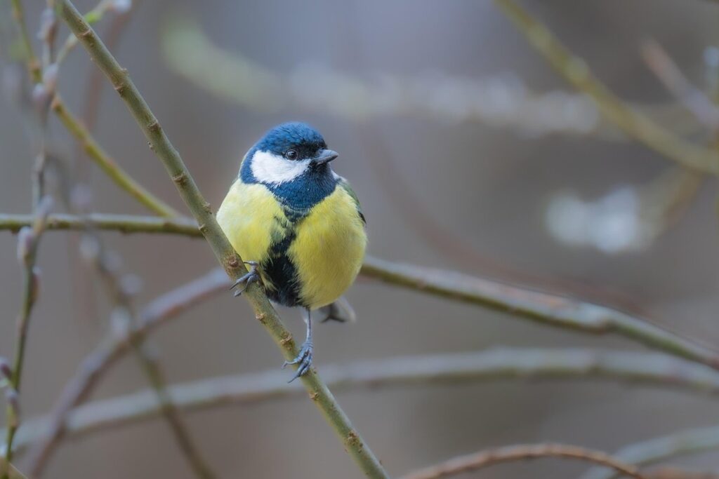 bird watching for beginners