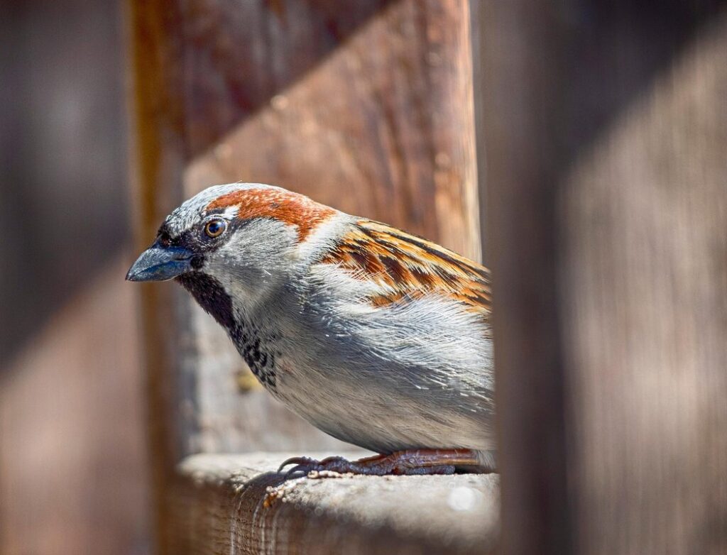 big year in birding