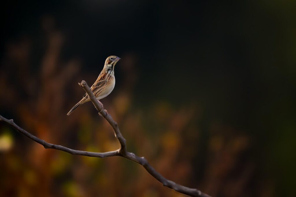 birdwatching checklist by season