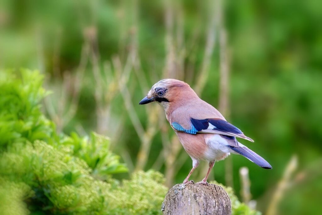 juvenile blue jay