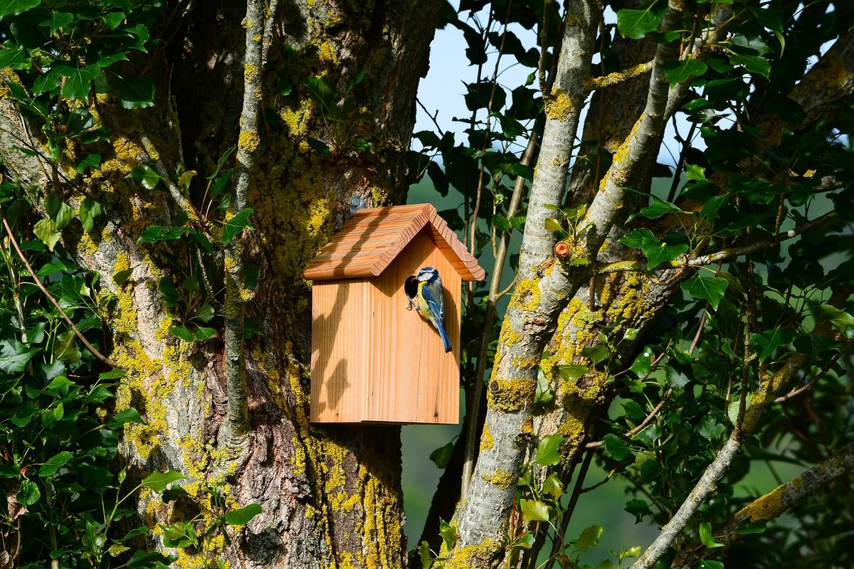 Optimize Blue Tit Nest Box Success With Perfect Hole Size Watch And 