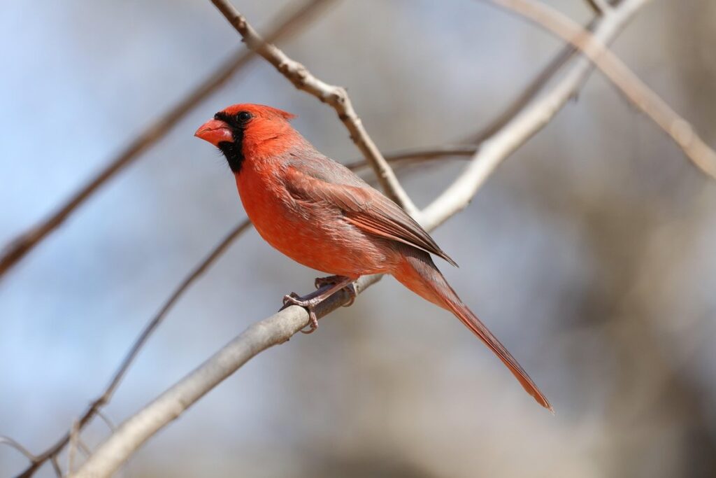 cardinal bird