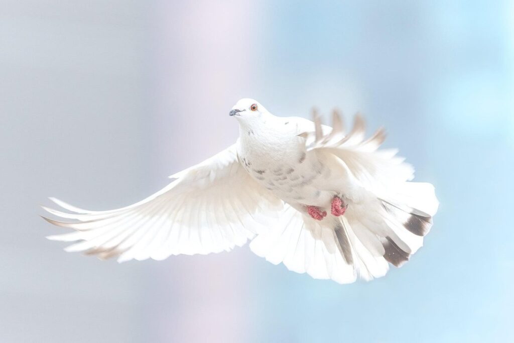 Dove vs Pigeon