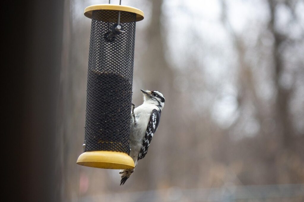 why birds throw seed out of feeder