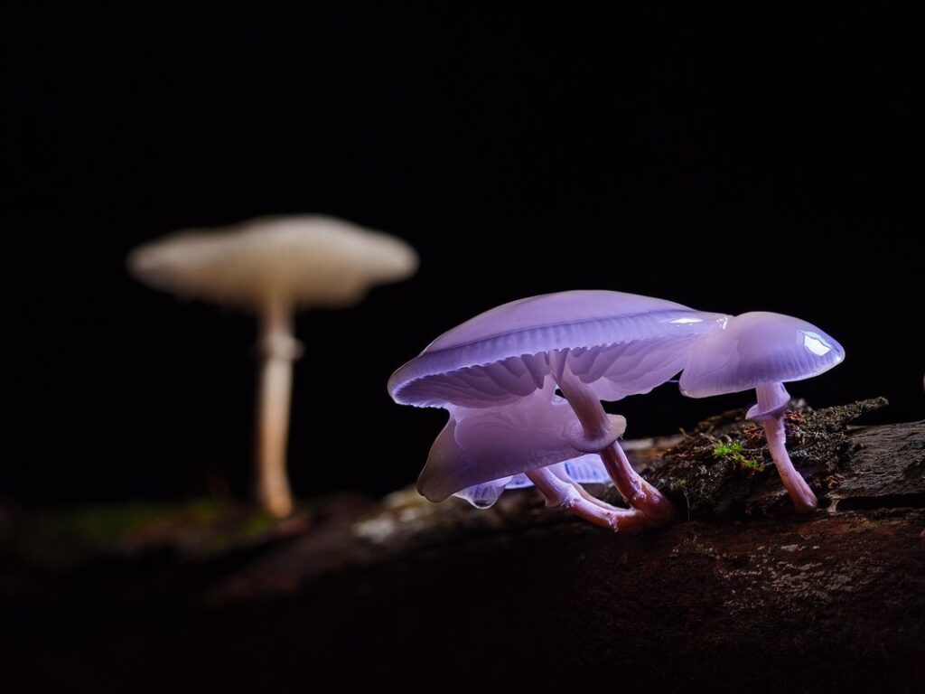 mushroom identification journal template