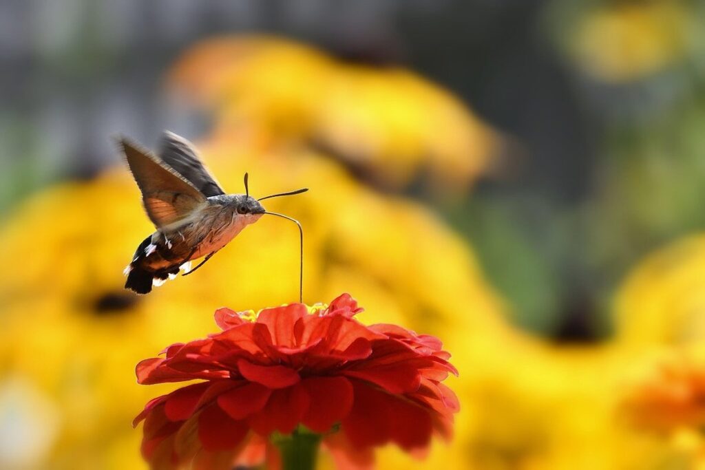 moth observation at light sheet guide