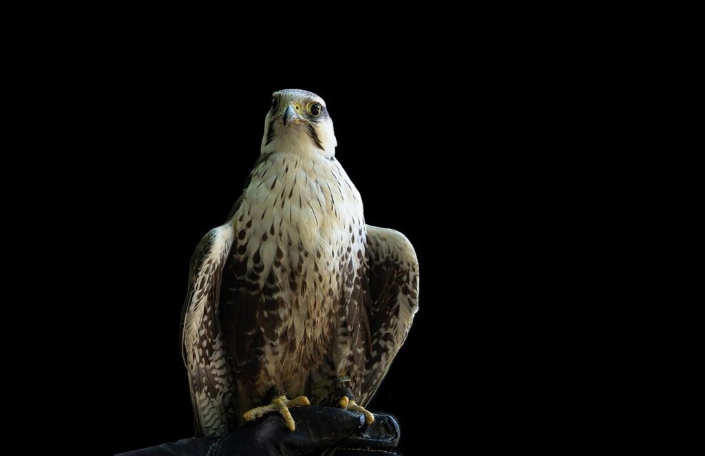 hawk vs falcon