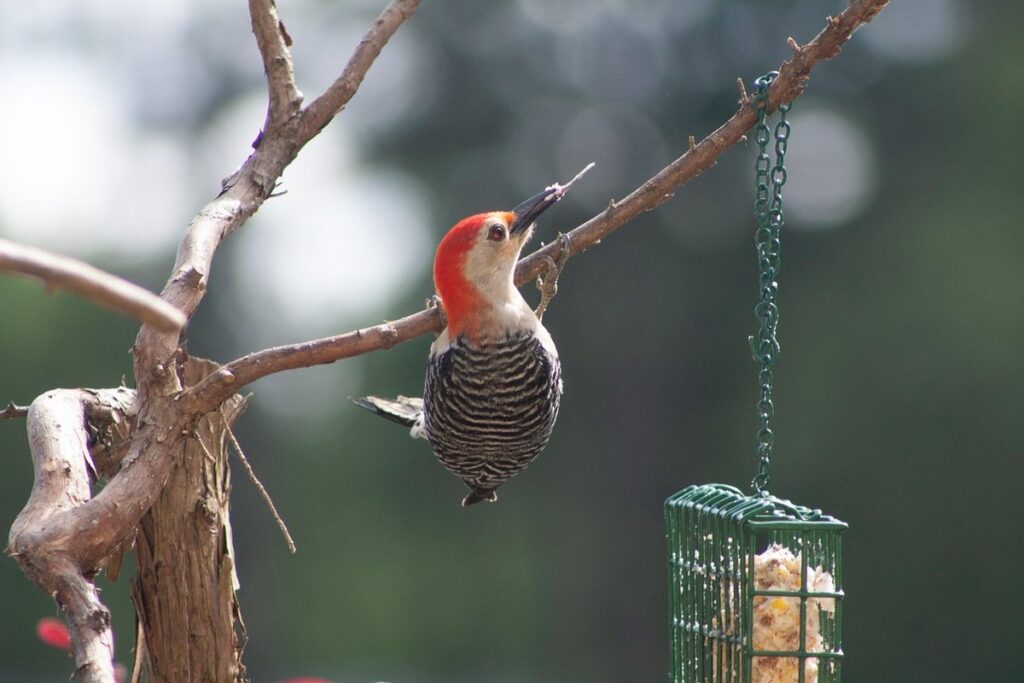 northern flicker