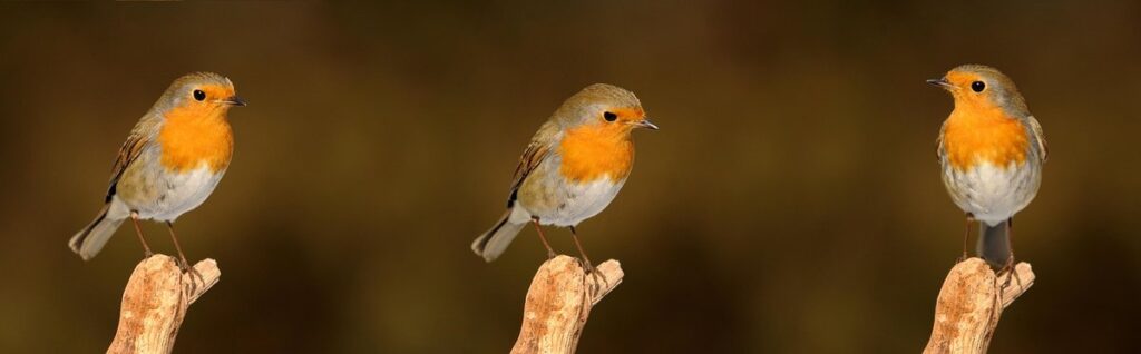 robin bird