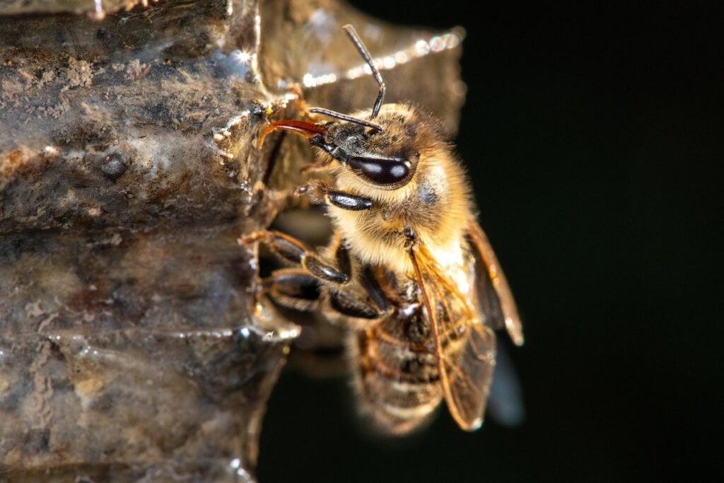 bee identification basics