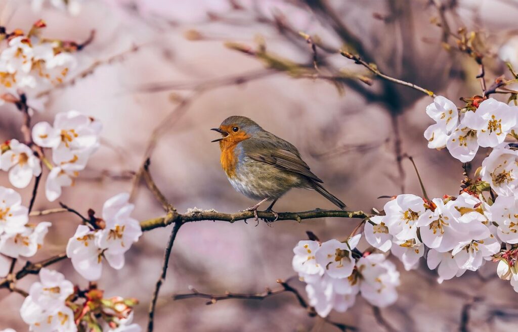 why do birds sing
