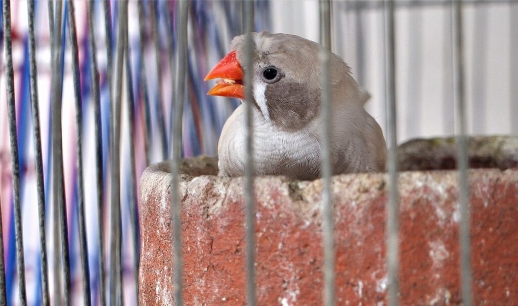 what do finches eat