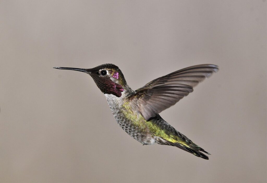 humming bird food