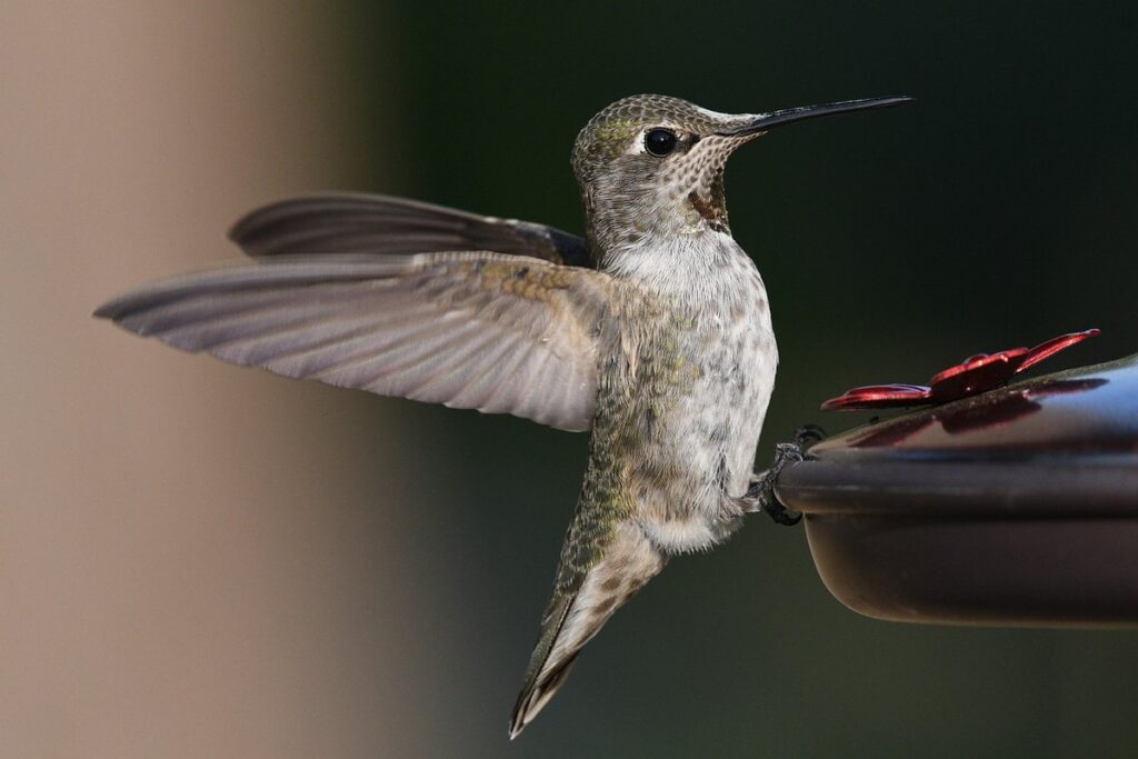 hummingbird bird food