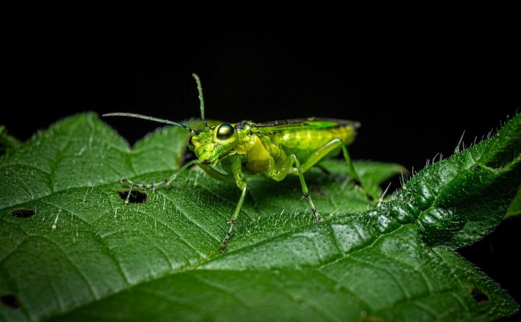 insect identifier by photo