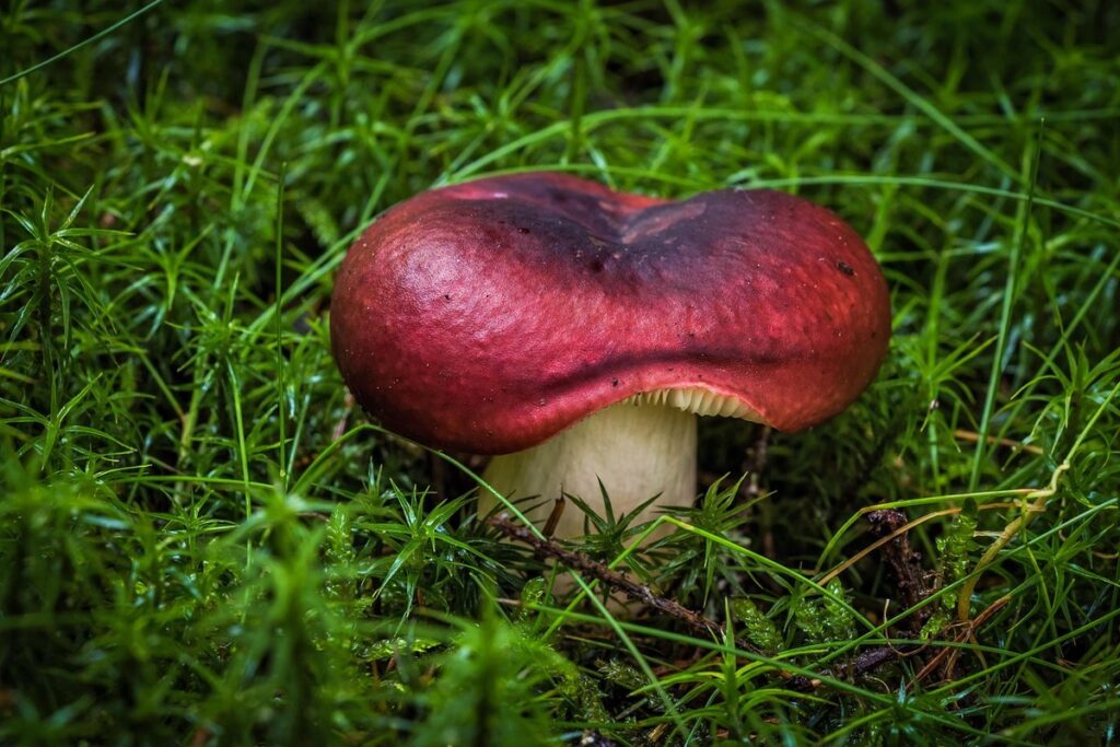 mushroom spore print guide