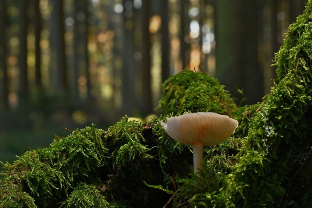 moss identification field guide tips