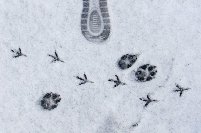 how to measure and photograph animal tracks
