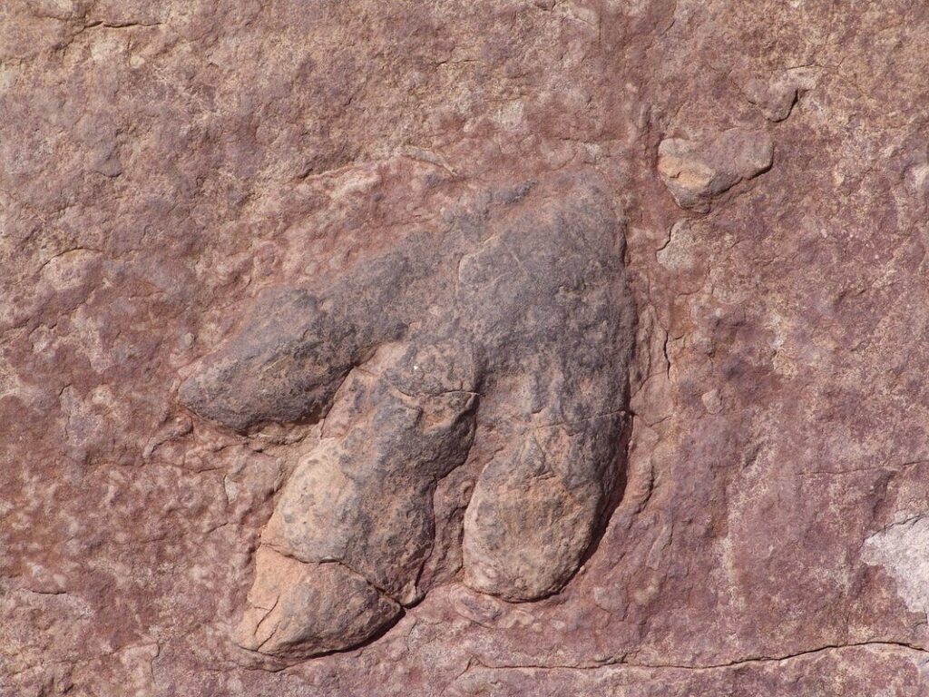 fossil preservation types
