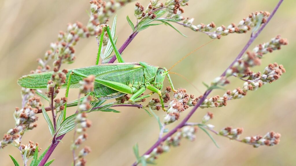 how to photograph insects for ID