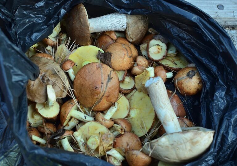 ethical mushroom foraging observation rules