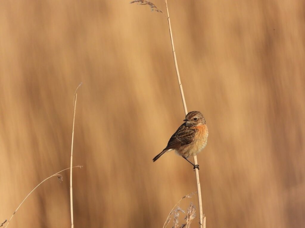 field notes example for nature observation