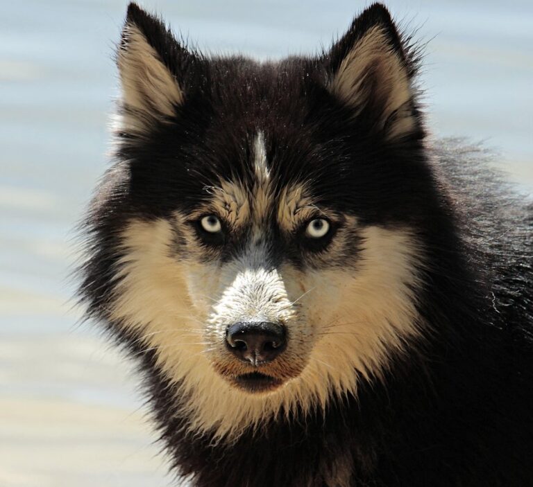 how to tell if fur is real
