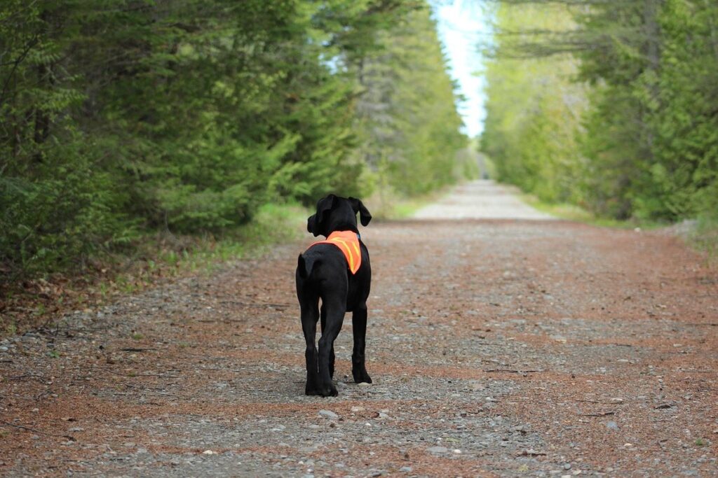 how to follow animal trails safely