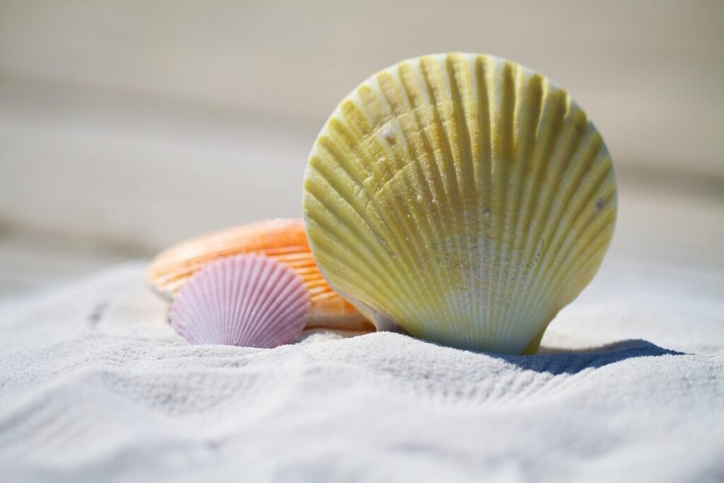 shell identification guide