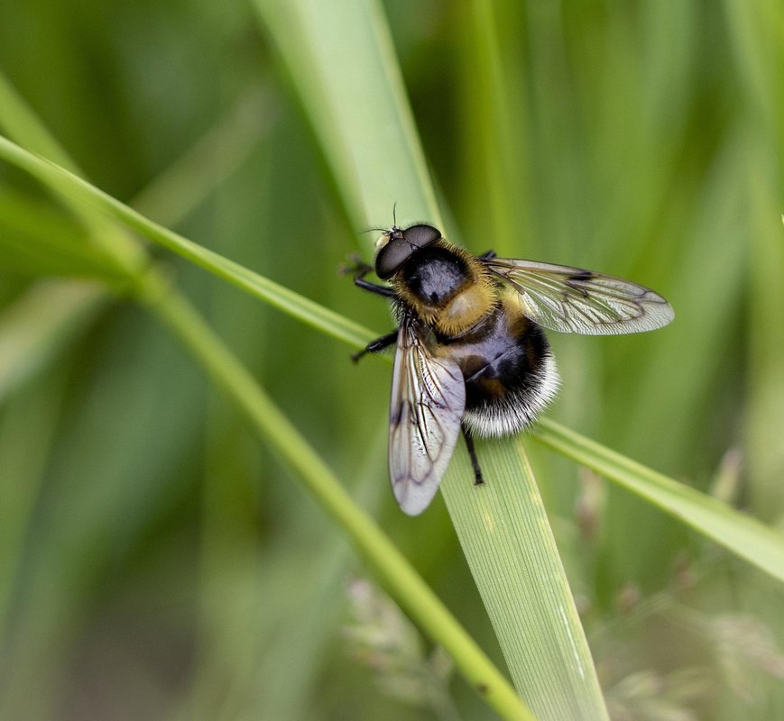 Bee mimic insect