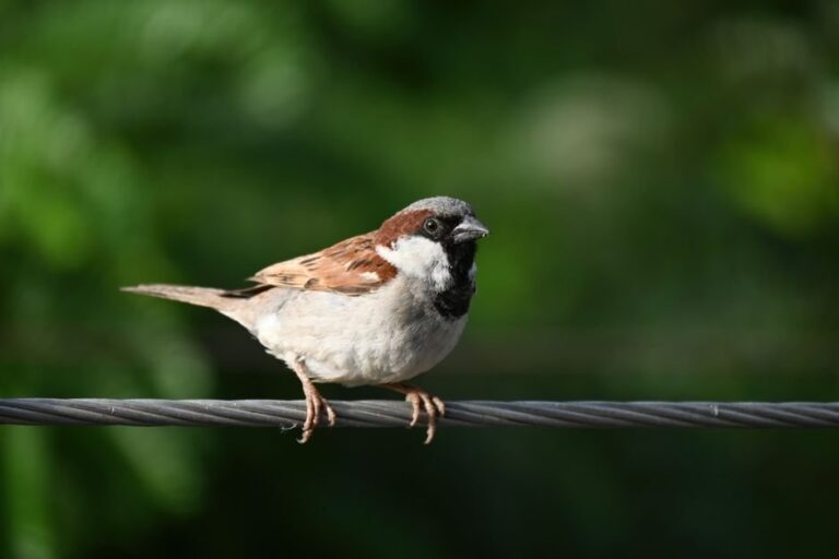 bird ID by call tips
