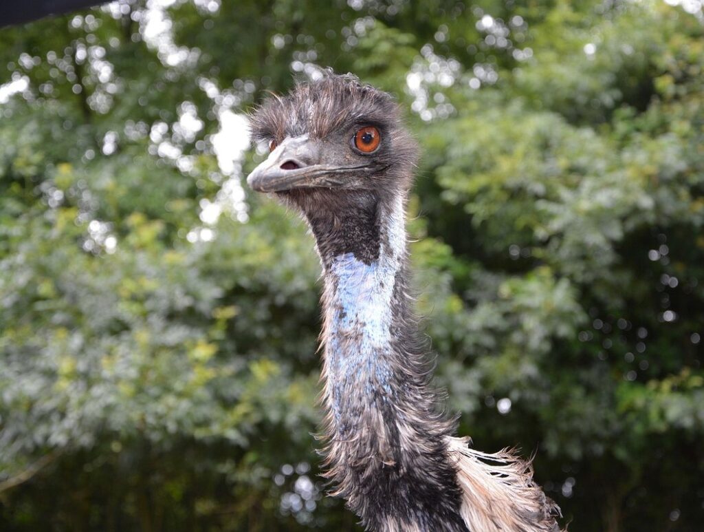how to estimate bird size in the field