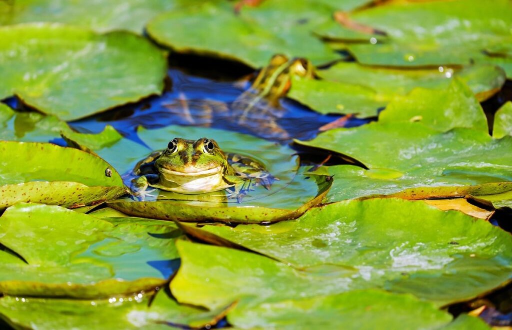 frog and toad call identification