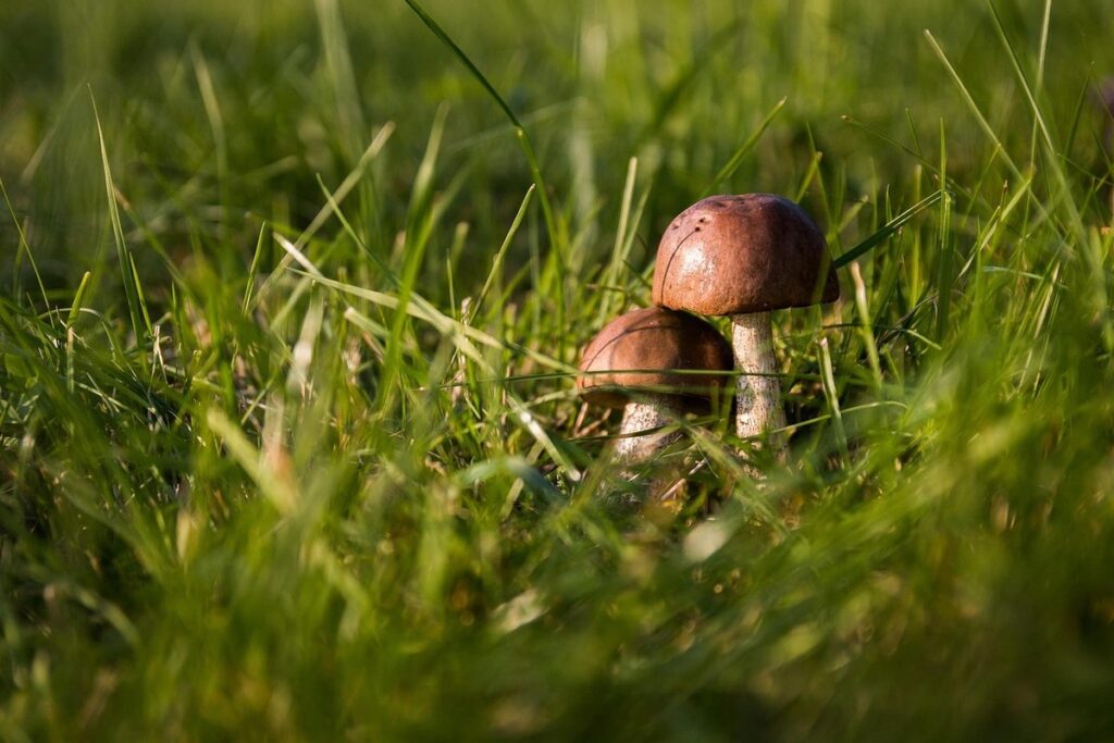 fungi field notes examples