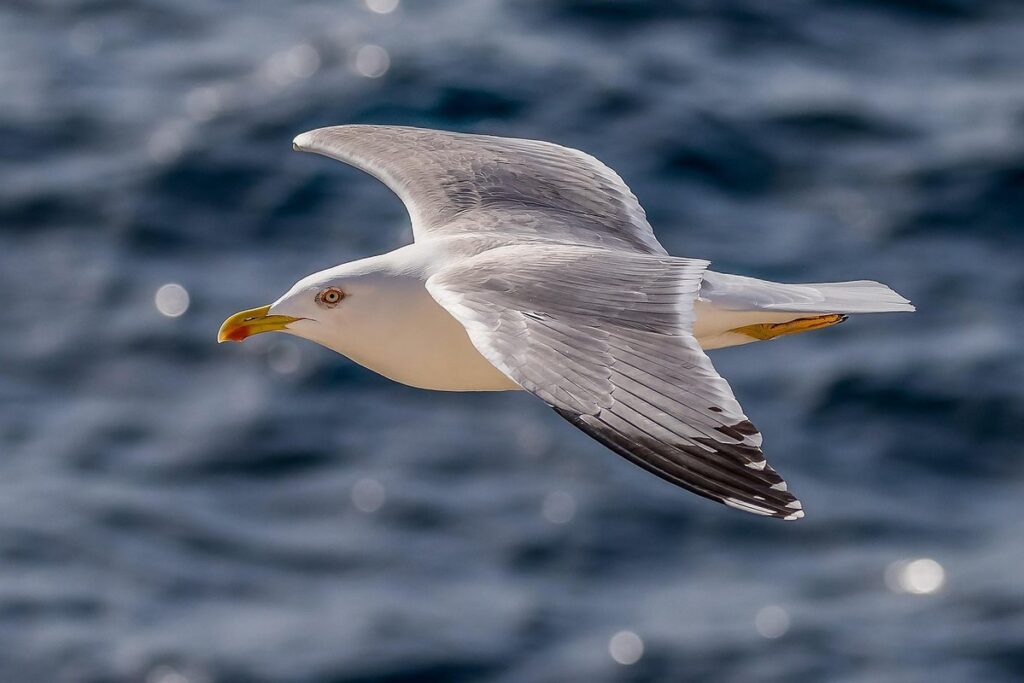 Gull identification