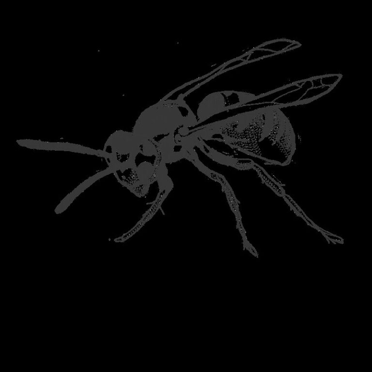 how to draw insects