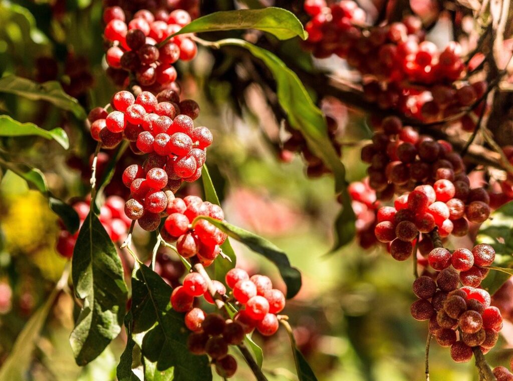 documenting invasive plants responsibly