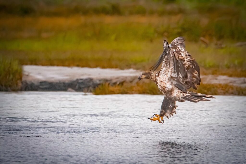 juvenile eagle