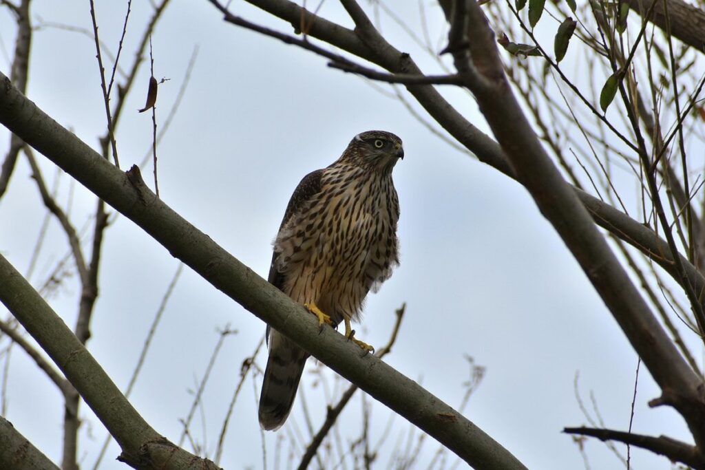 juvenile hawk