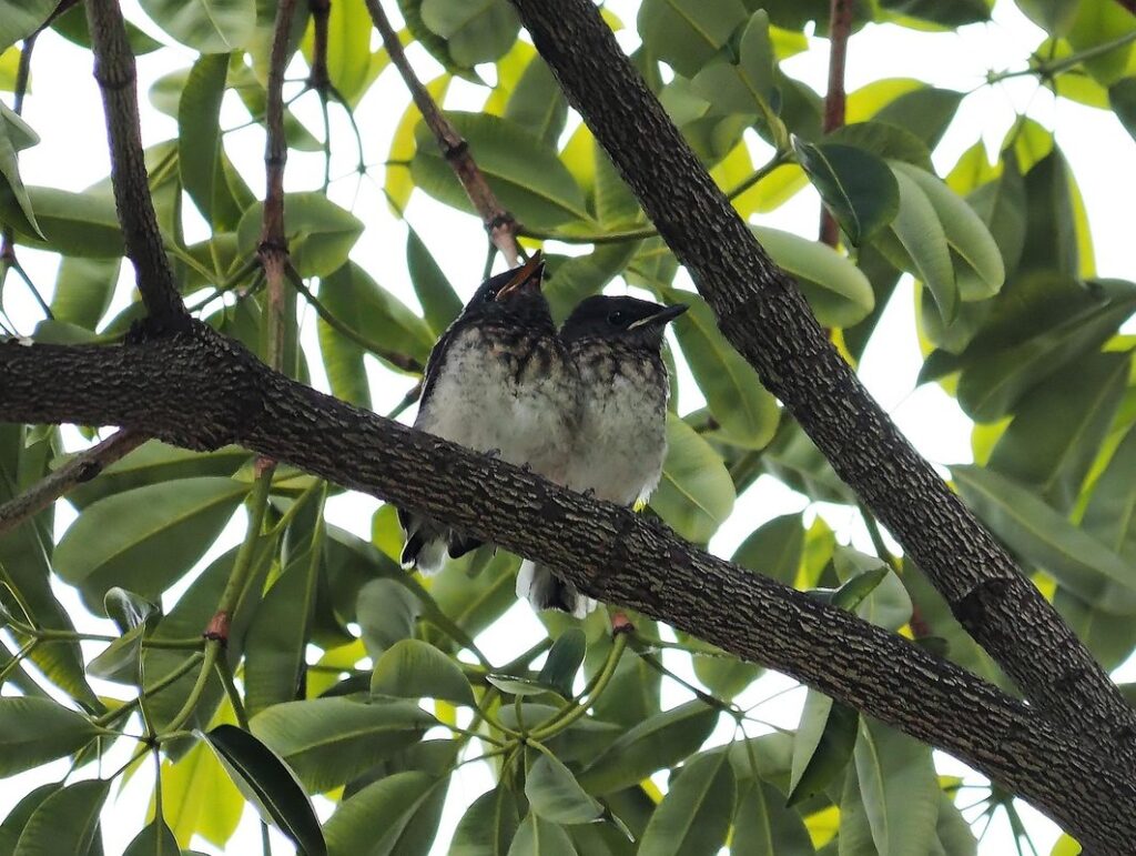 juvenile robin