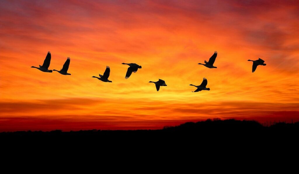 how do migrating birds know where to go