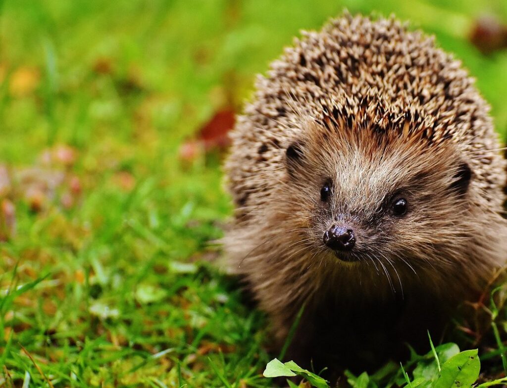 nocturnal wildlife spotting tips