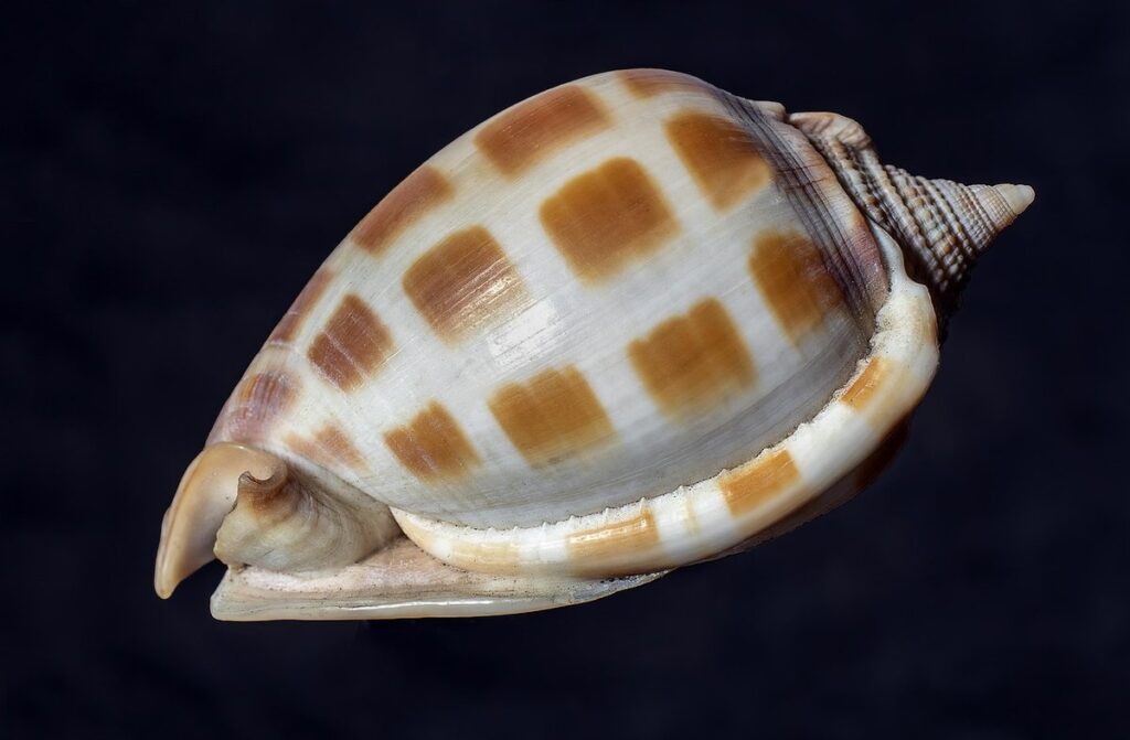 seashell identification by shape