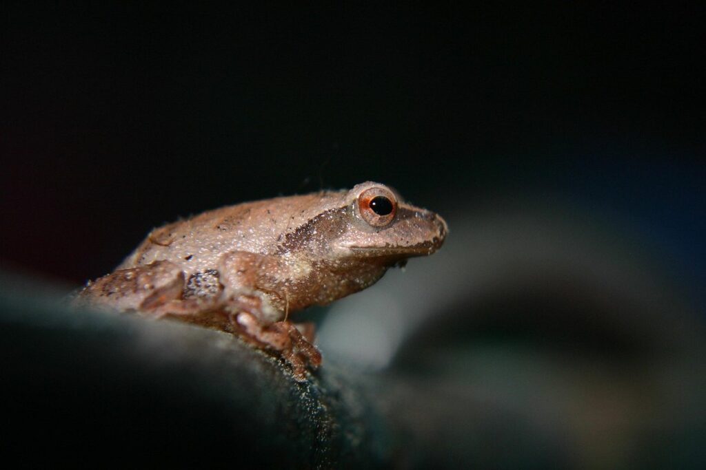 Amphibian identification