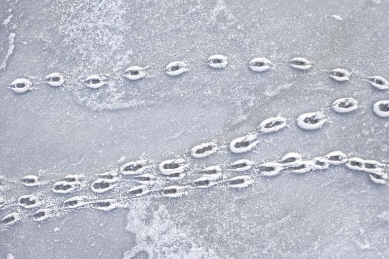animal tracks and scat identification