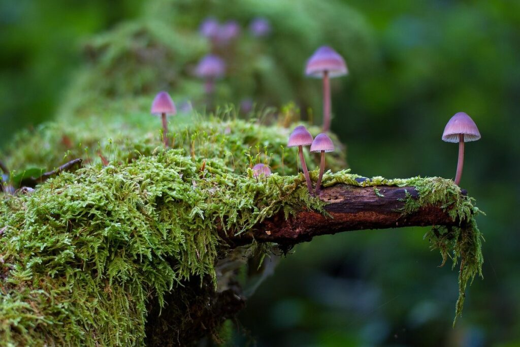 lichen identification beginner guide